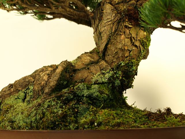五葉松盆栽 模様木 根元拡大