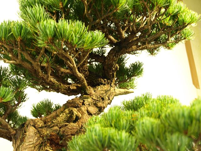 五葉松盆栽 模様木 枝周り