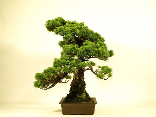 五葉松盆栽 模様木 右面