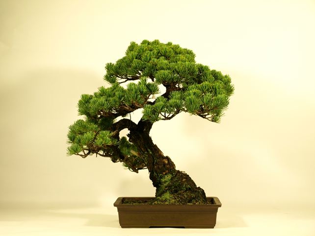 五葉松盆栽 模様木 背面