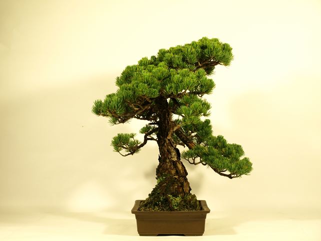 五葉松盆栽 模様木 左面