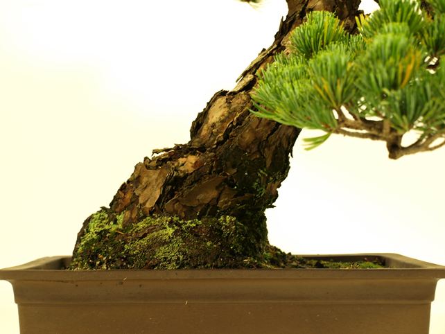五葉松盆栽 模様木 根元拡大