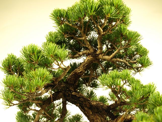 五葉松盆栽 模様木 枝周り