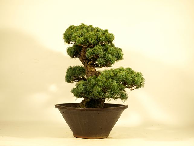 五葉松盆栽 模様木 右面
