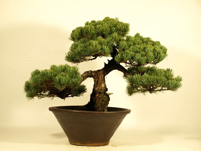 五葉松盆栽 模様木 背面