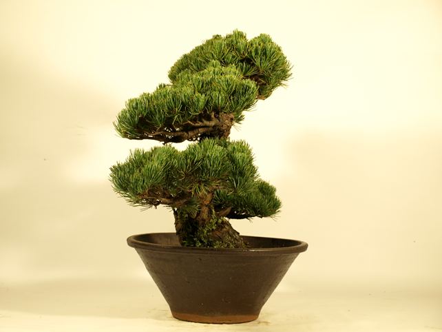 五葉松盆栽 模様木 左面