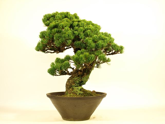 五葉松盆栽 模様木 右面