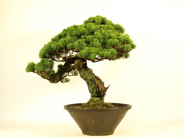 五葉松盆栽 模様木 背面
