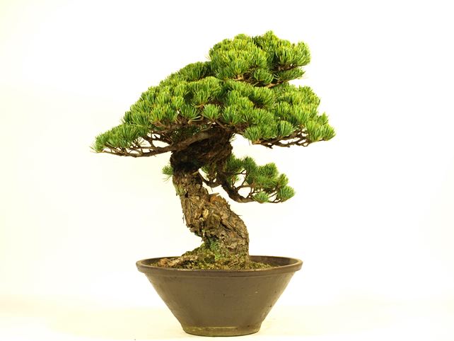 五葉松盆栽 模様木 左面