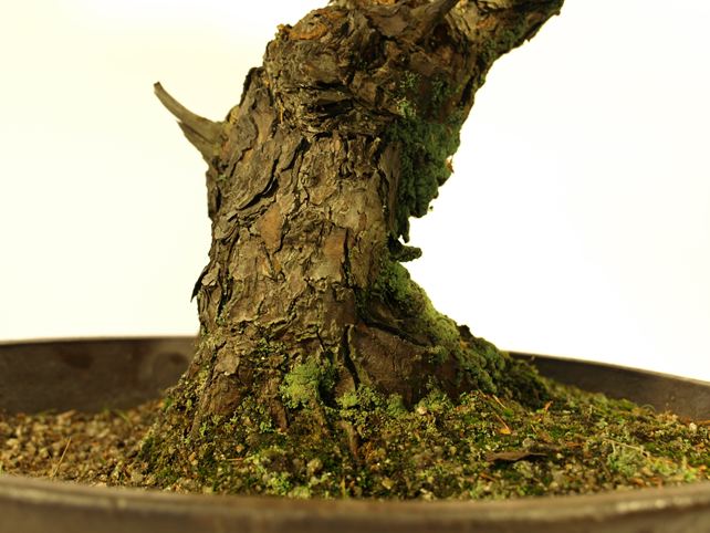 五葉松盆栽 模様木 根元拡大