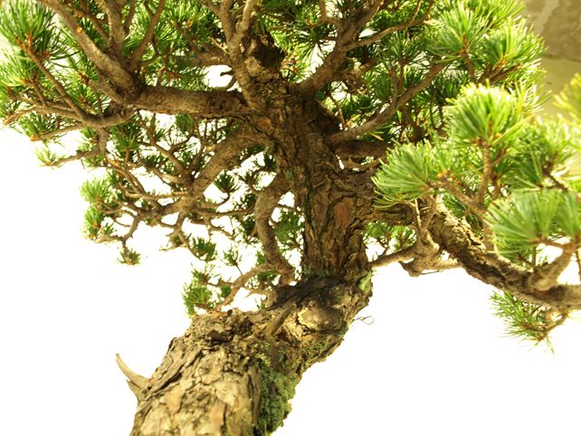 五葉松盆栽 模様木 枝周り