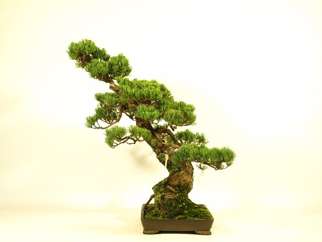 五葉松盆栽 模様木 右面