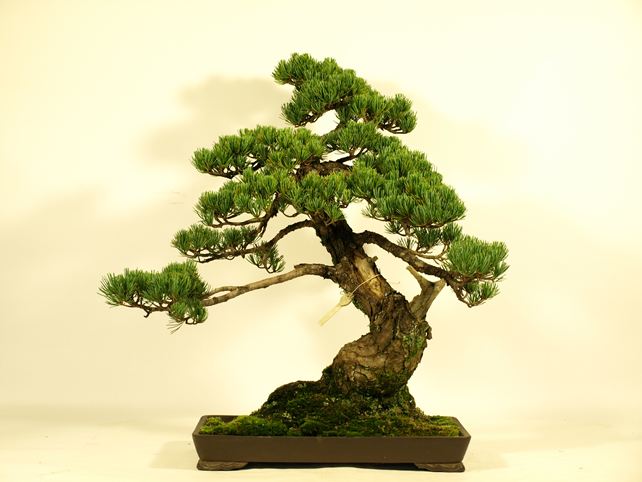五葉松盆栽 模様木 背面