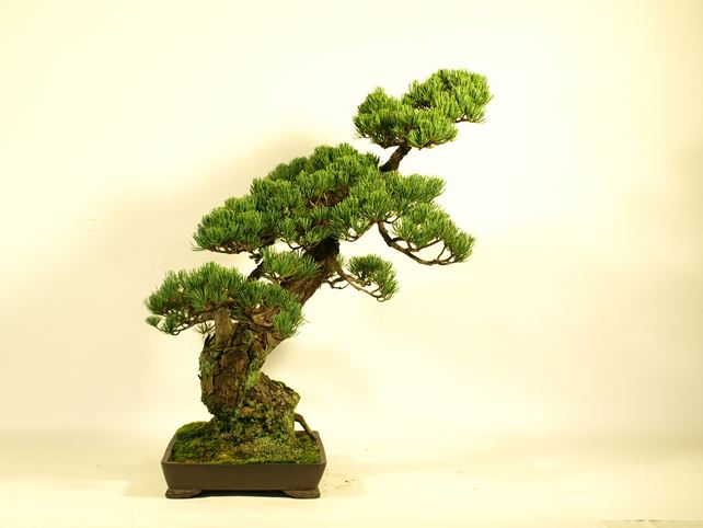 五葉松盆栽 模様木 左面