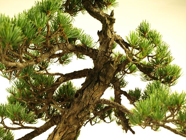 五葉松盆栽 模様木 枝周り