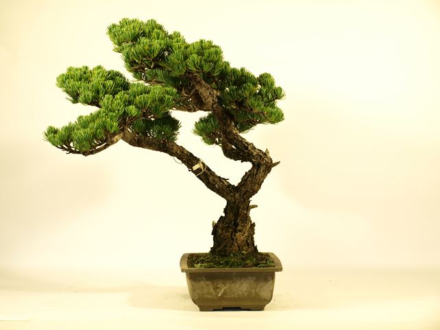 五葉松盆栽 斜幹 右面