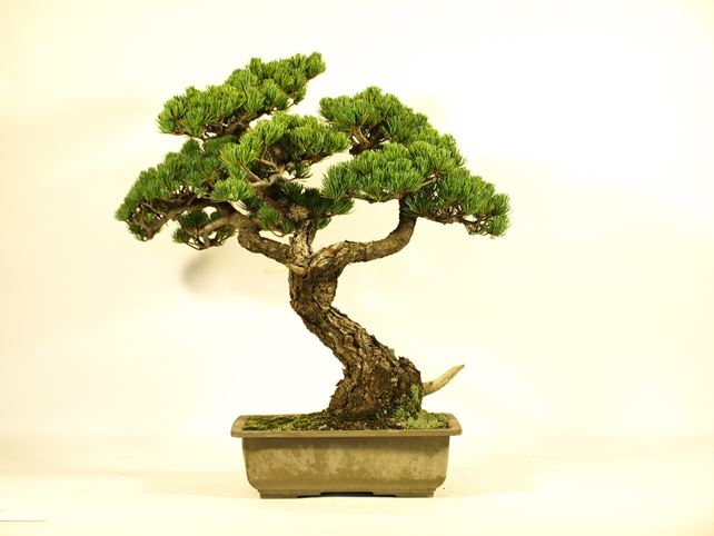 五葉松盆栽 斜幹 背面