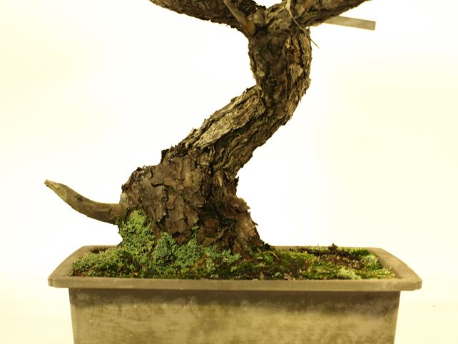 五葉松盆栽 斜幹 根元拡大