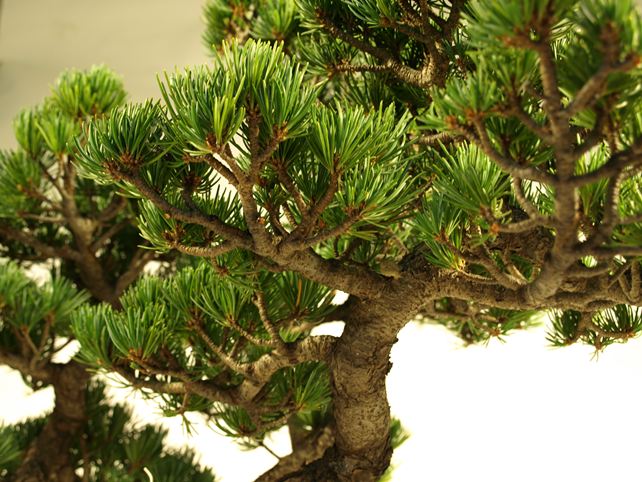 五葉松盆栽 斜幹 枝周り