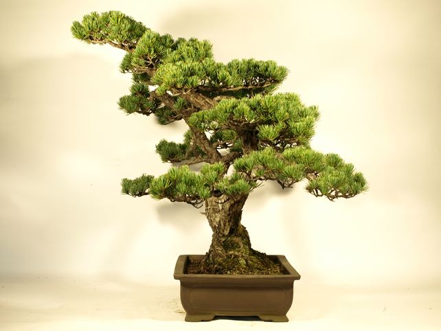 五葉松盆栽 双幹 右面