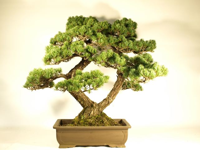 五葉松盆栽 双幹 背面