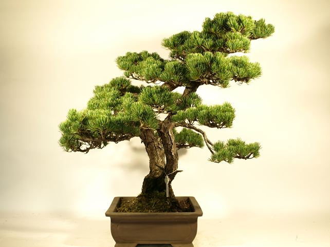 五葉松盆栽 双幹 左面