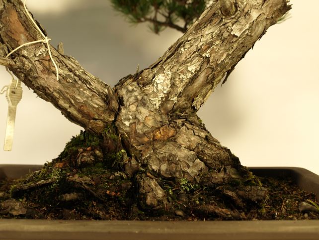 五葉松盆栽 双幹 根元拡大