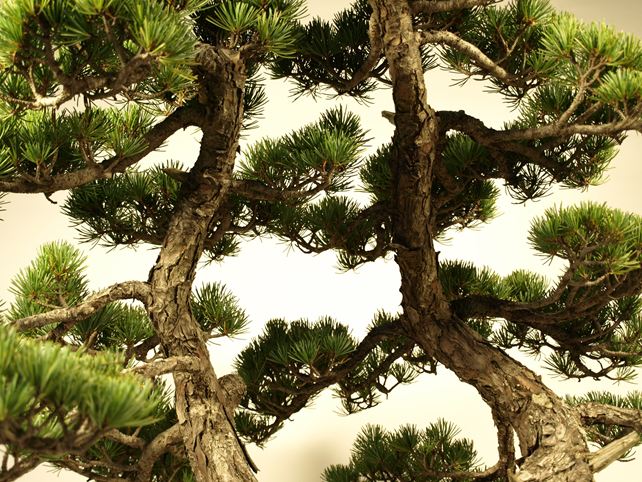 五葉松盆栽 双幹 枝周り