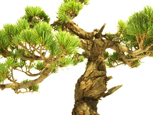五葉松盆栽 模様木 枝周り
