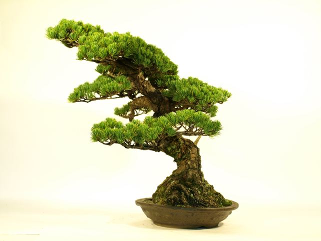五葉松盆栽 模様木 右面