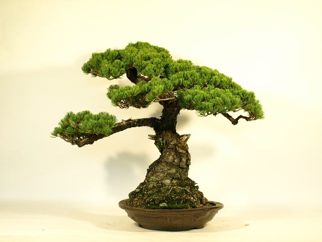 五葉松盆栽 模様木 背面