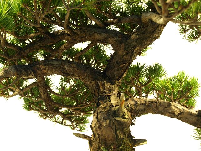 五葉松盆栽 模様木 枝周り