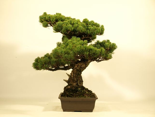 五葉松盆栽 模様木 右面