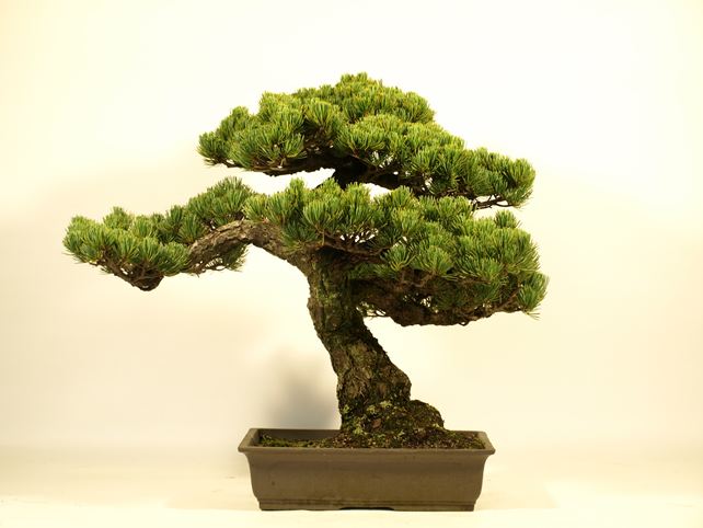 五葉松盆栽 模様木 背面