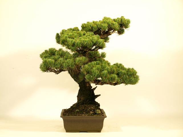 五葉松盆栽 模様木 左面