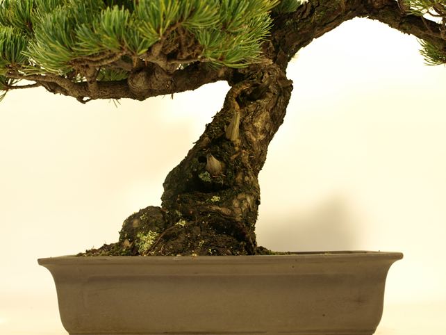 五葉松盆栽 模様木 根元拡大