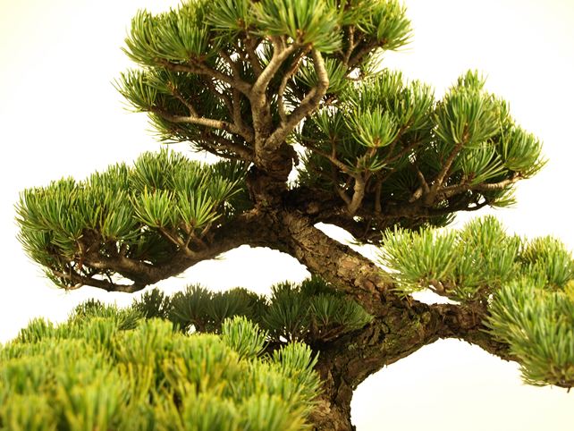 五葉松盆栽 模様木 枝周り