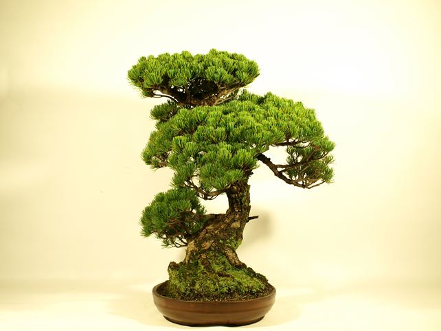 五葉松盆栽 模様木 右面