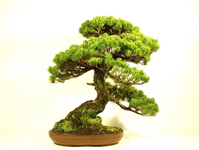 五葉松盆栽 模様木 背面