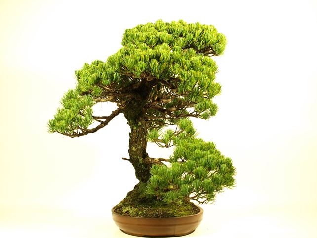 五葉松盆栽 模様木 左面