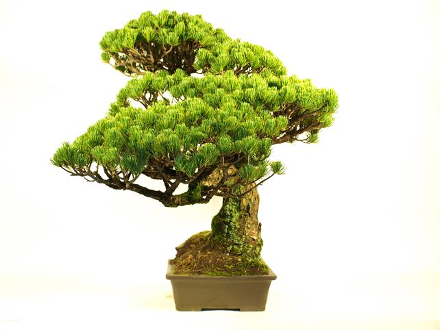 五葉松盆栽 模様木 右面