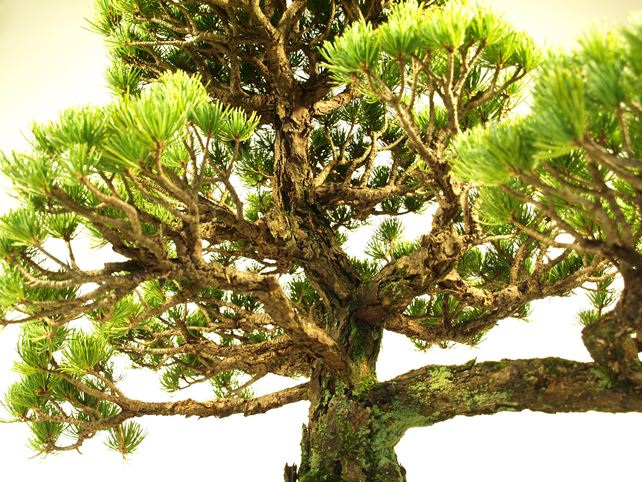 五葉松盆栽 模様木 枝周り