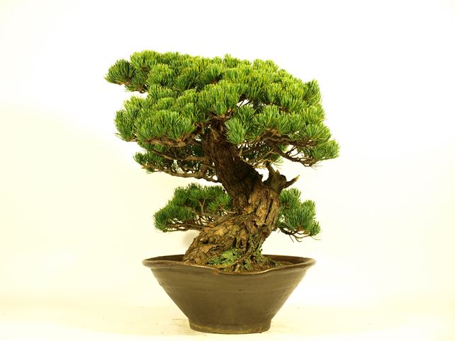 五葉松盆栽 模様木 右面