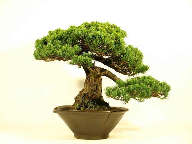 五葉松盆栽 模様木 背面