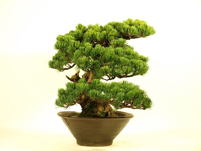 五葉松盆栽 模様木 左面