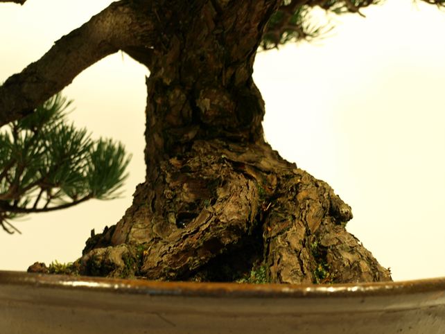 五葉松盆栽 模様木 根元拡大