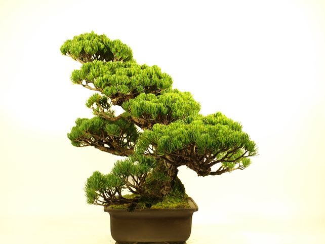 五葉松盆栽 模様木 右面