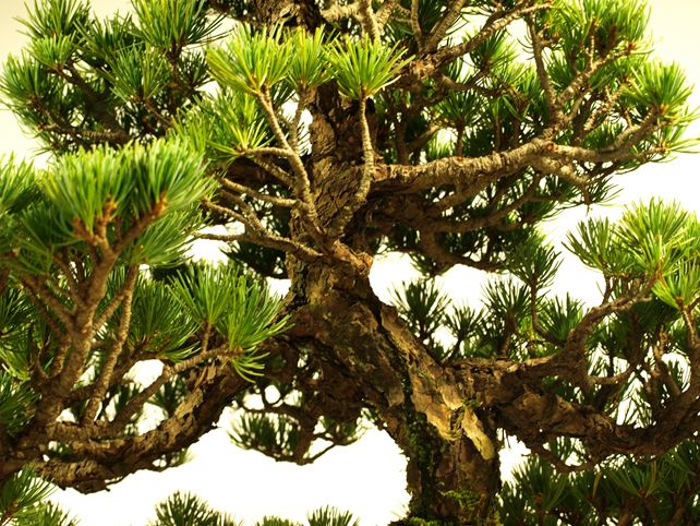 五葉松盆栽 模様木 枝周り