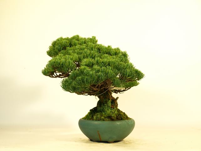 五葉松盆栽 模様木 右面