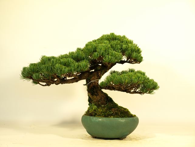 五葉松盆栽 模様木 背面